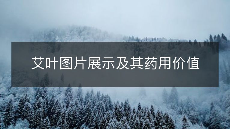 艾叶图片展示及其药用价值 艾叶图片展示及其药用价值